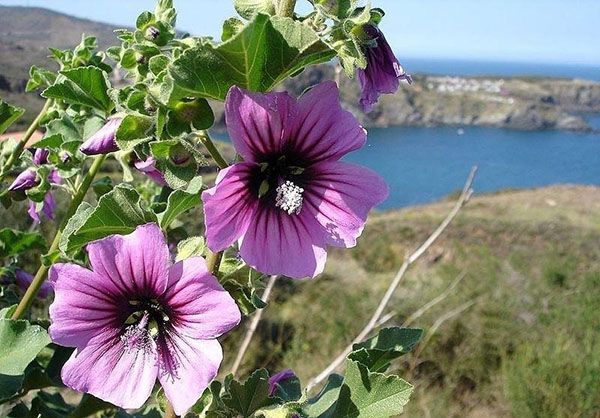 дика троянда