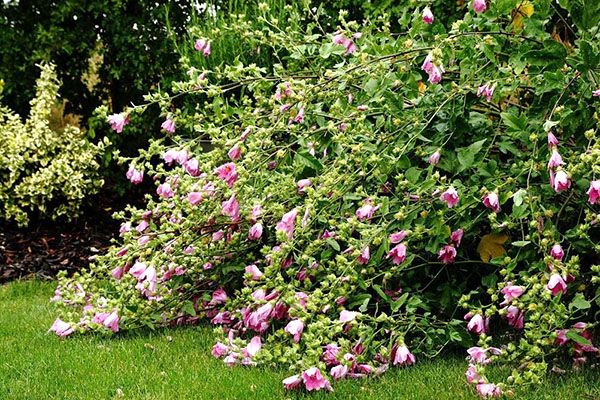 потребує обрізання