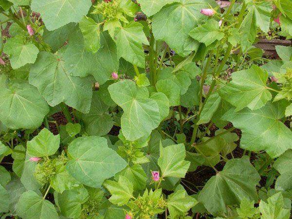 листя лаватера