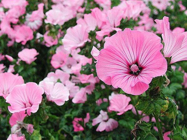 ніжні воронкоподібні квіти лаватера