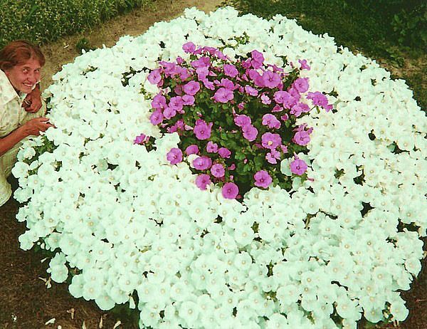 кругла клумба лаватера