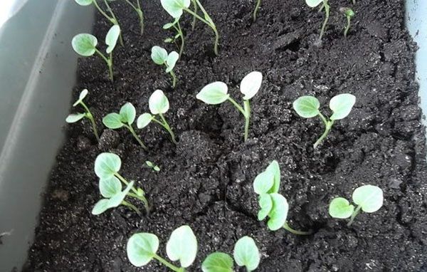 розсада лаватера