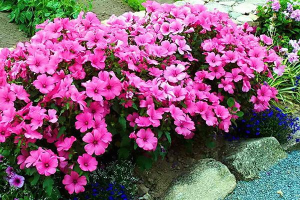 цвіте лаватера на клумбі