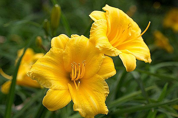 Сорт гібридного лилейника Stella D'Oro