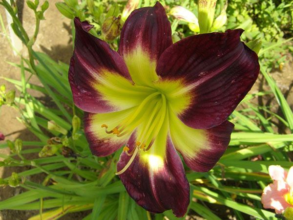 Лилейник Night Beacon