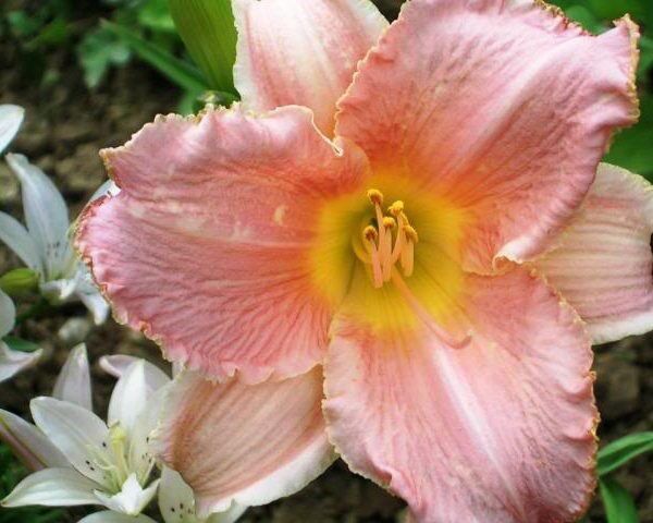 Лилейник Diva`s Choice