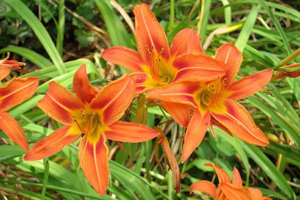 Лилейник буро-жовтий (H. fulva)