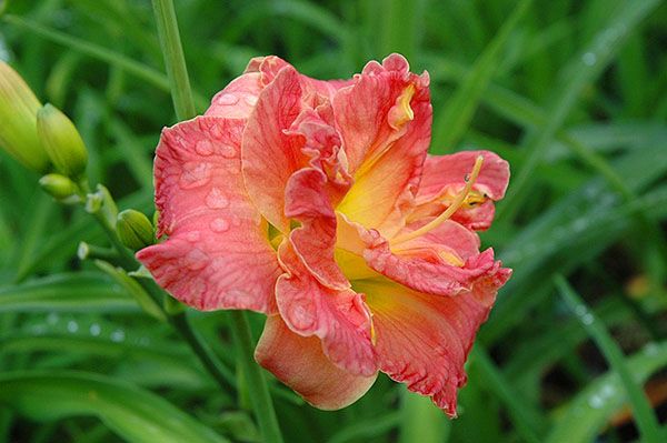 Лилейник Lacy Doily