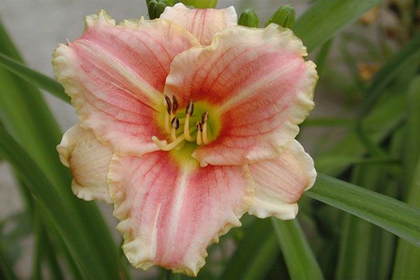 Лилейник Little Anna Rosa