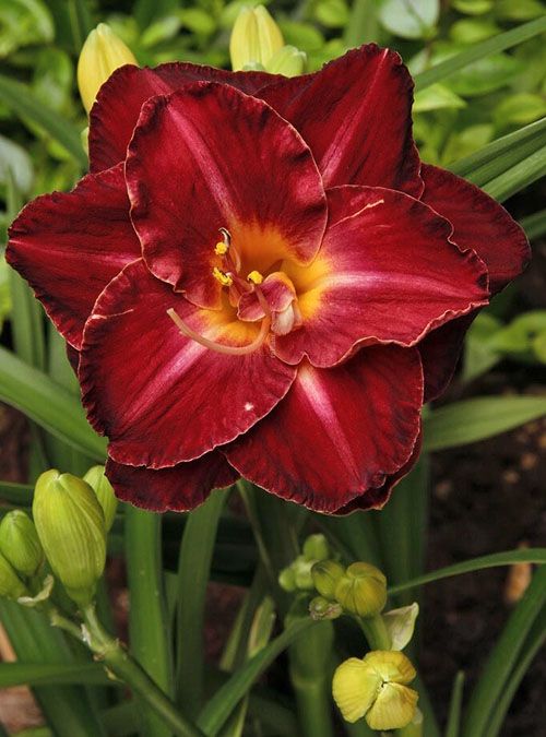 Лилейник Burgundy Love