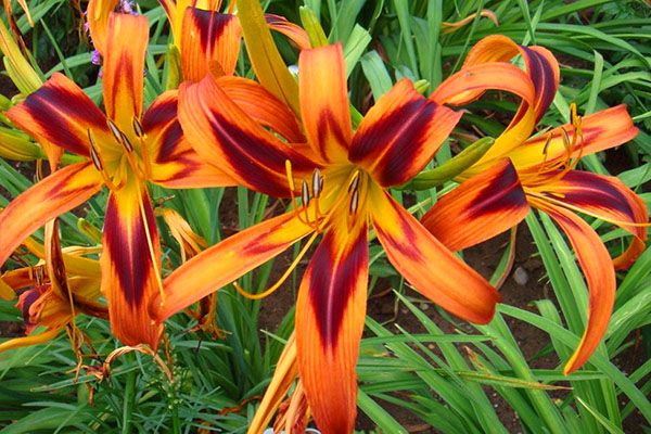 Лилейник гібридний Tigereye Spider