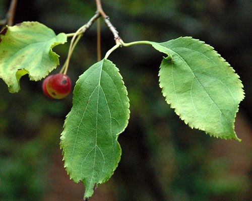 Яблучні листя використовують при захворюванні бронхів