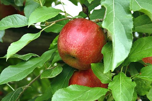 Яблуневі листя корисні для здоров'я