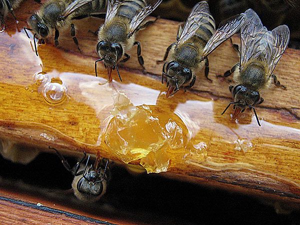 підгодівля бджіл в лютому