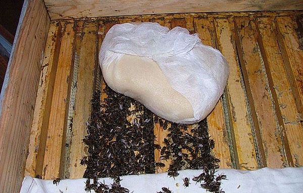 цукрове тісто для бджіл
