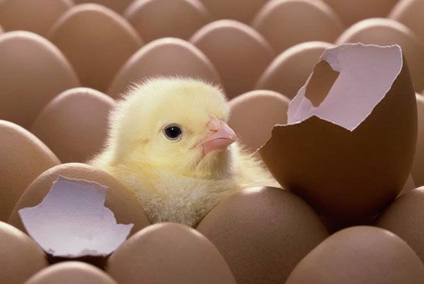 яйця на інкубацію