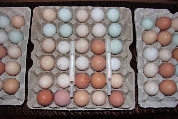 зберігання яєць на інкубацію