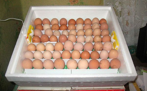 закладка яєць в інкубатор