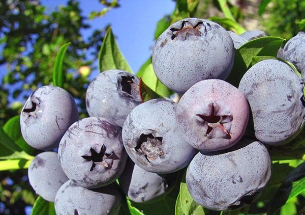 великі ягоди сорту Бонус