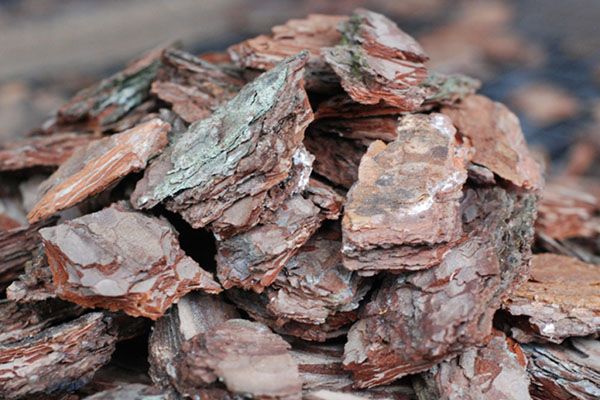 перепрілий кора