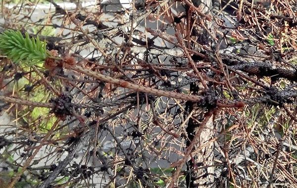 гілки ялини