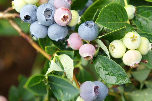 гілка ягід сорту Блюголд