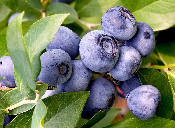 чудова водопянка