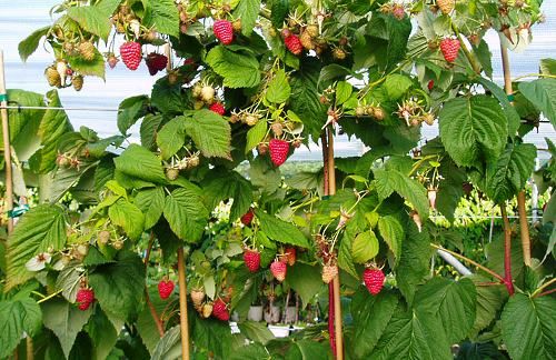 малина Таруса