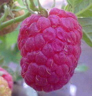 ягода Таруса