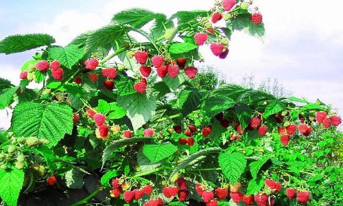 малина Таруса