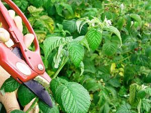 обрізка Таруси