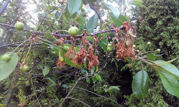 моніліоз вишні