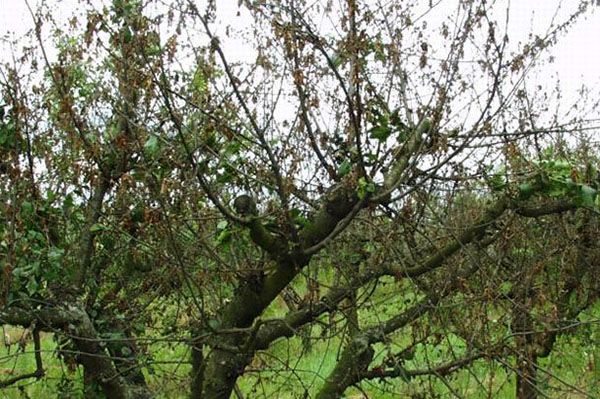 заражений сад