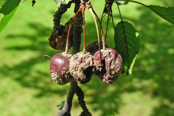 потрібна обробка препаратом міді