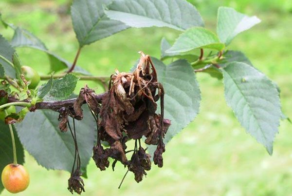 потрібне застосування фунгіциду