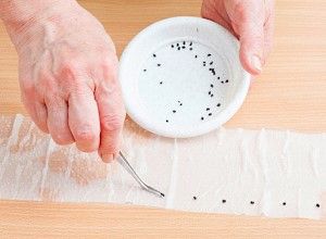 насіння на туалетному папері