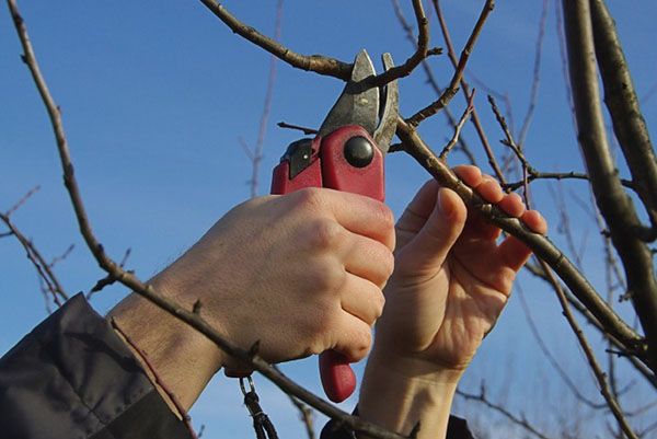 Весняна обрізка плодових дерев