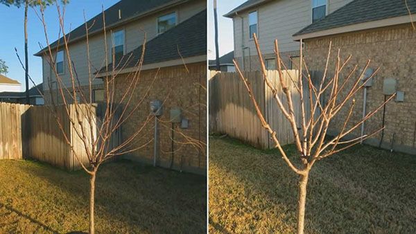 Весняна обрізка молодого дерева