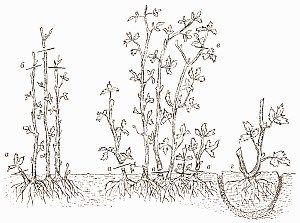 Необхідна обробка агрусу після збору врожаю