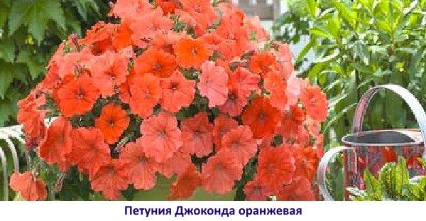 Джоконда помаранчева