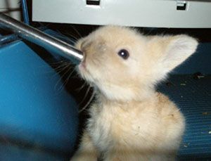 Декоративний кролик п'є воду