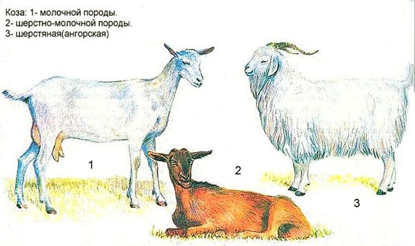Кози різних порід