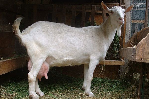 Зааненская порода кіз
