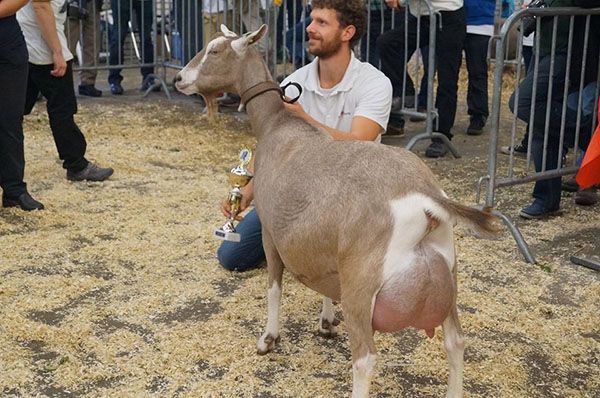 Молочна тоггенбургской коза на виставці
