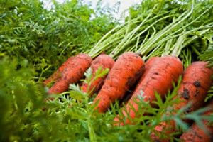 Морква. Посадка моркви (відео)