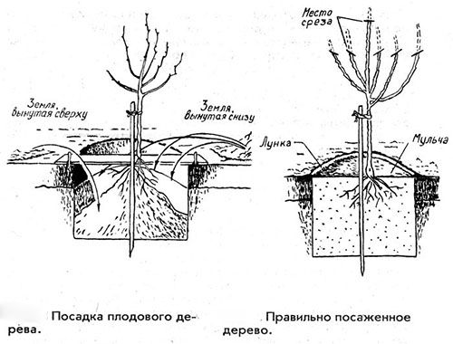 Схема посадки і обрізки яблуні