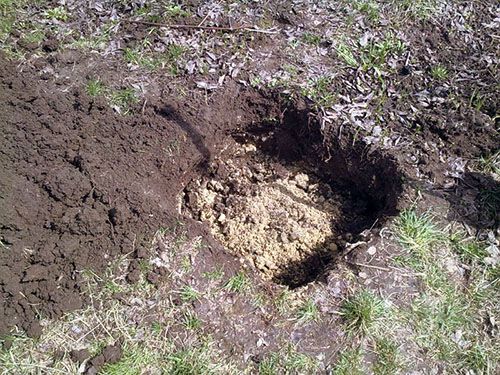 Внесення добрив під Колоновидні яблуню