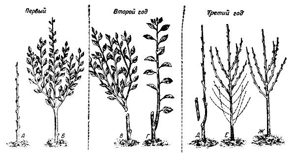 Погодовой обрізка колонних яблунь