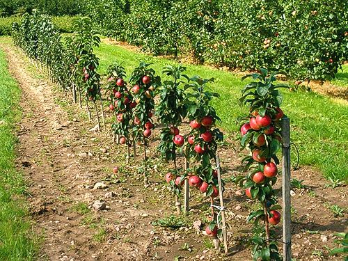 плодоносний сад