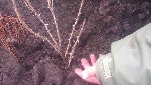 Як розмножувати агрус живцями?